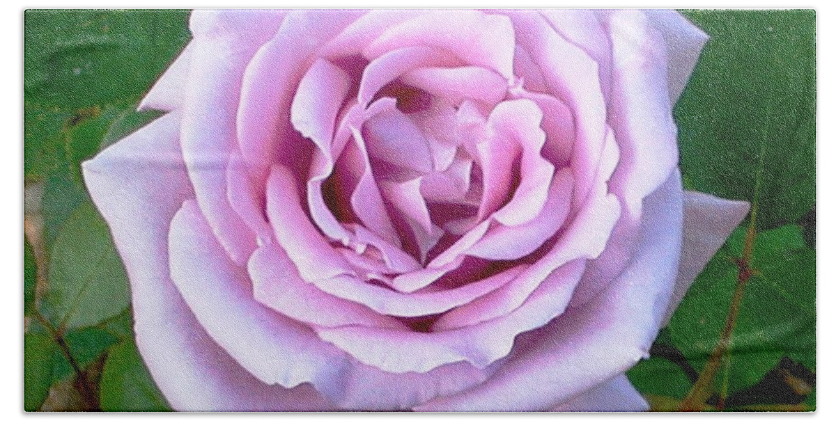 Rose Beach Towel featuring the photograph Lavendar Rose by Alys Caviness-Gober