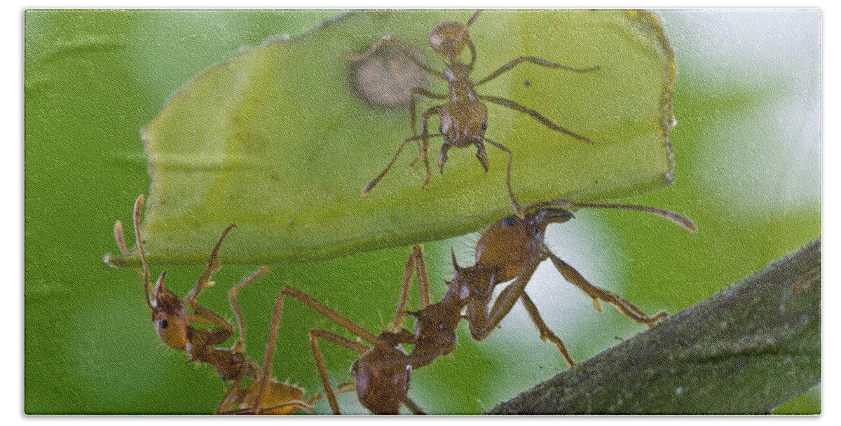 00476944 Beach Towel featuring the photograph Leafcutter Ants Costa Rica by Piotr Naskrecki