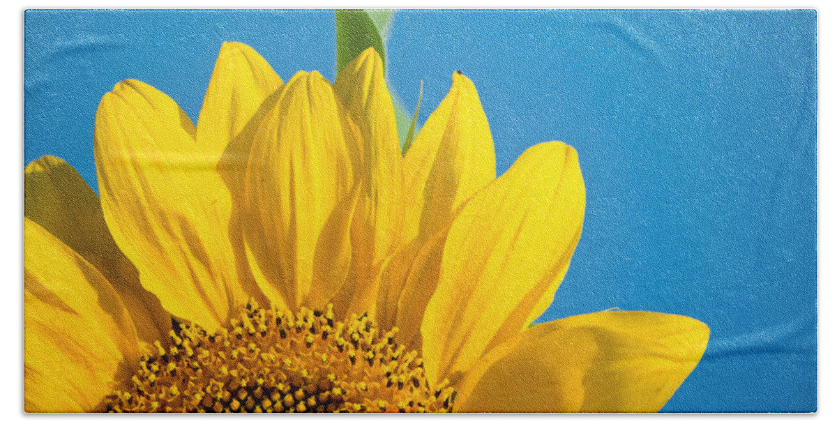 Sunflower Beach Towel featuring the photograph Life Is Good Today by Trish Tritz