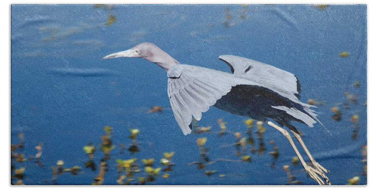 Wildlife Beach Towel featuring the photograph Little Blue Heron 1 by Kenneth Albin