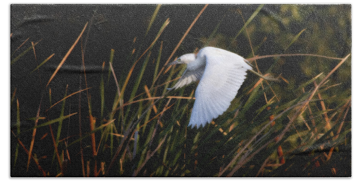 Little Blue Heron Beach Towel featuring the photograph Little Blue Heron Before The Change To Blue by Steven Sparks