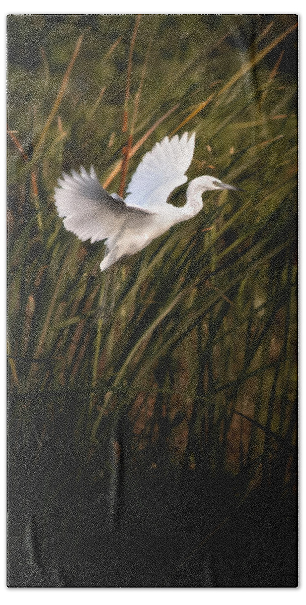 Little Blue Heron Beach Towel featuring the photograph Little Blue Heron On Approach by Steven Sparks