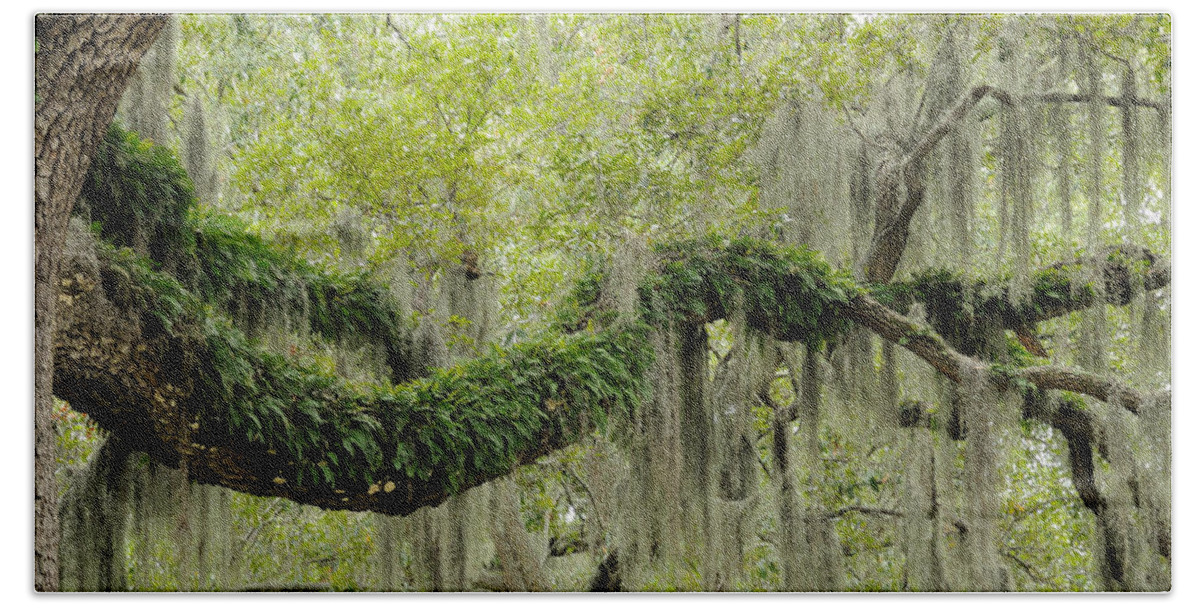 Spanish Moss Beach Towel featuring the photograph Live Oak with ferns and Spanish moss by Bradford Martin