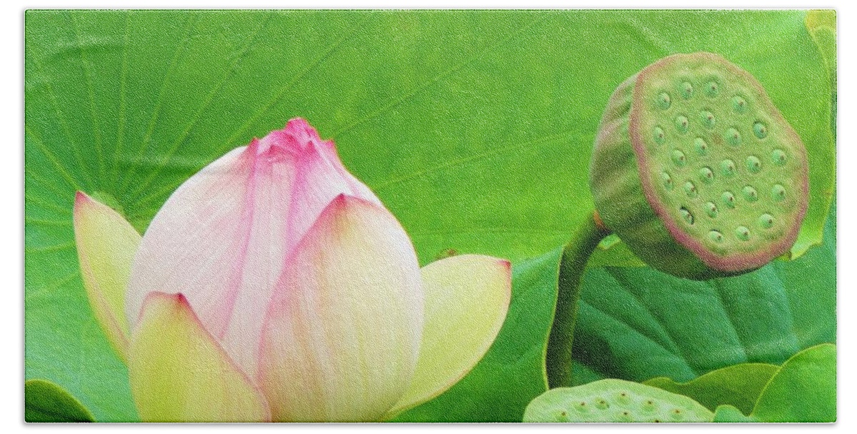 Nelumbo Nucifera Beach Towel featuring the photograph Lotus Blossom to Pod by Michele Penner
