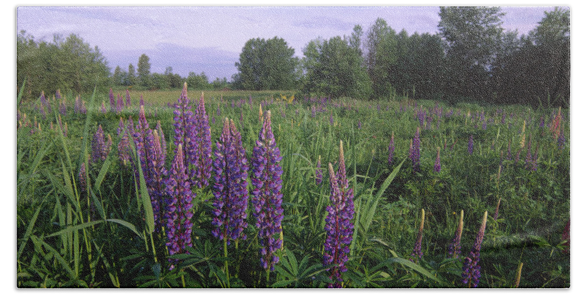 00174803 Beach Towel featuring the photograph Lupine In Meadow Near Crescent Beach by Tim Fitzharris