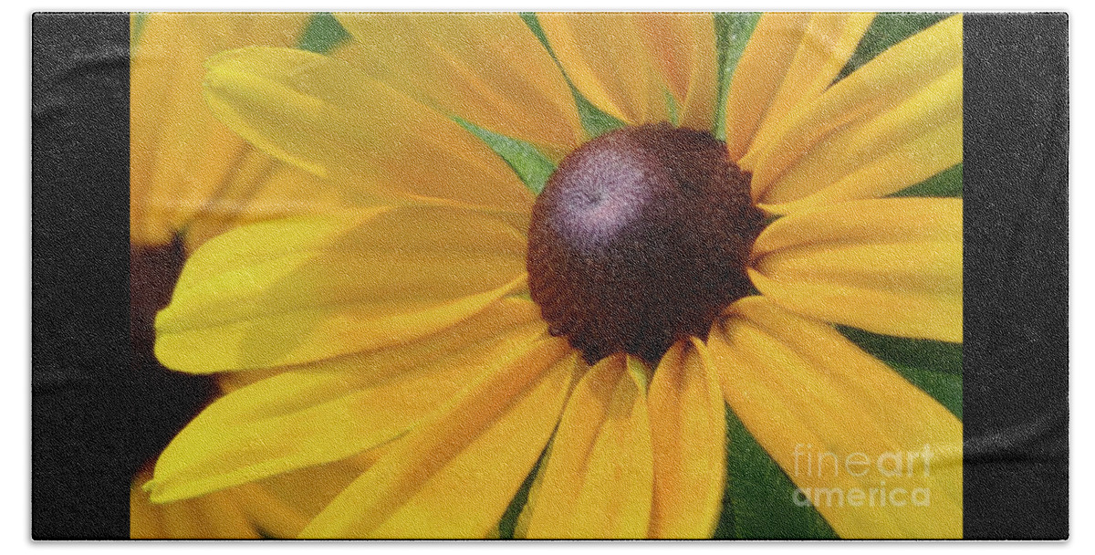 Black Eyed Susan Beach Towel featuring the photograph Black Eyed Susan by Mark Valentine