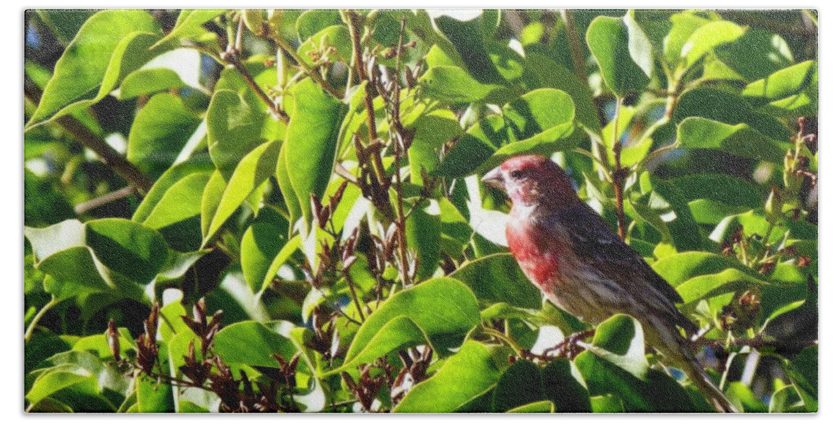 Male House Finch Beach Towel featuring the photograph Male House Finch by Will Borden