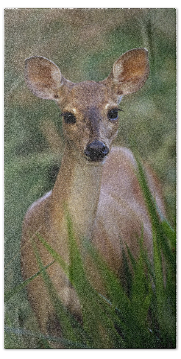 Mp Beach Towel featuring the photograph Marsh Deer Blastocerus Dichotomus by Claus Meyer