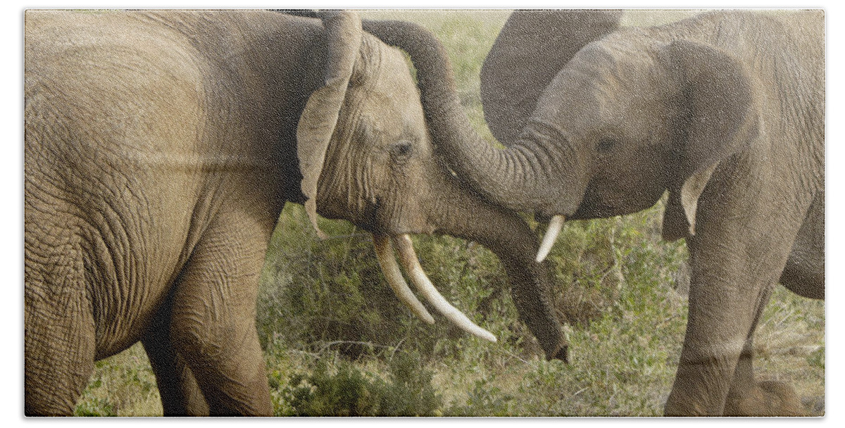 Africa Beach Towel featuring the photograph Meet-Up by Michele Burgess