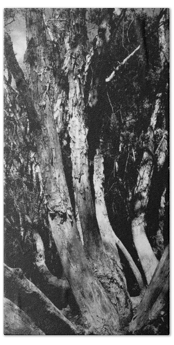 Tree Beach Towel featuring the photograph Melaleuca Tree by David Weeks