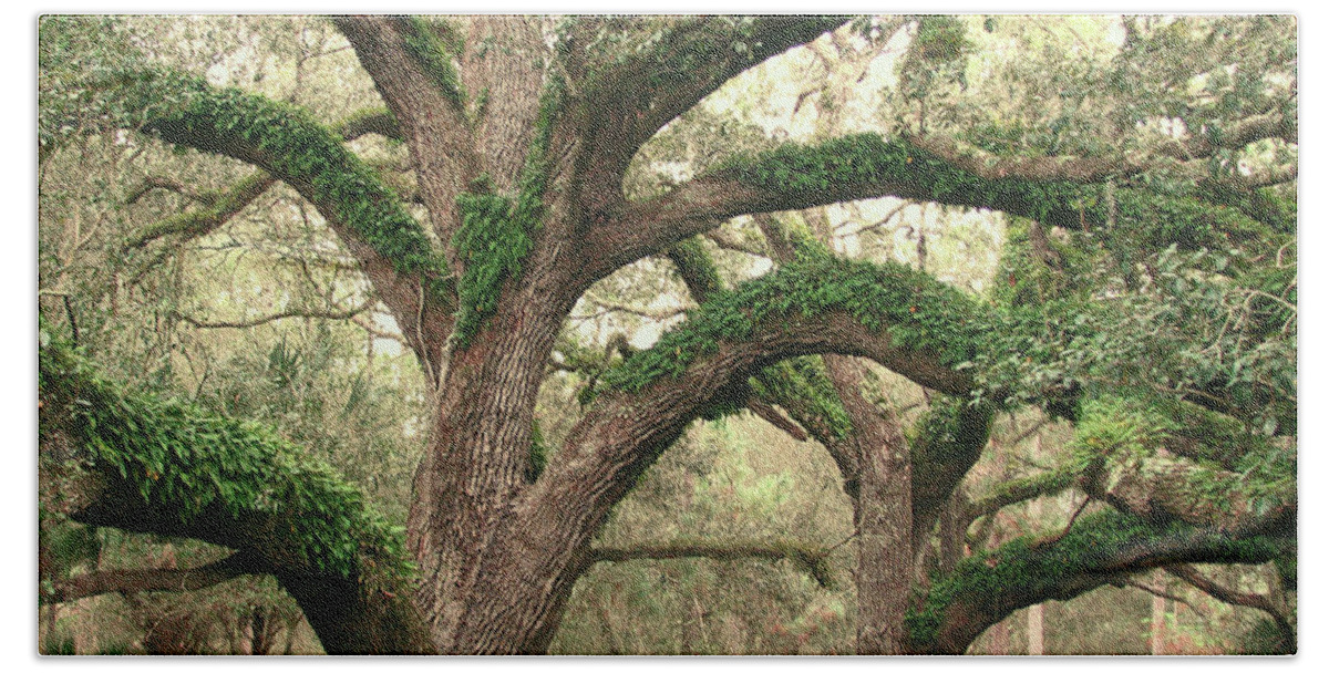 Nature Beach Sheet featuring the photograph Mighty Oaks by Peggy Urban