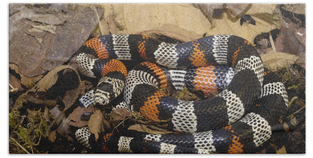 Mp Beach Towel featuring the photograph Milk Snake Lampropeltis Triangulum by Pete Oxford