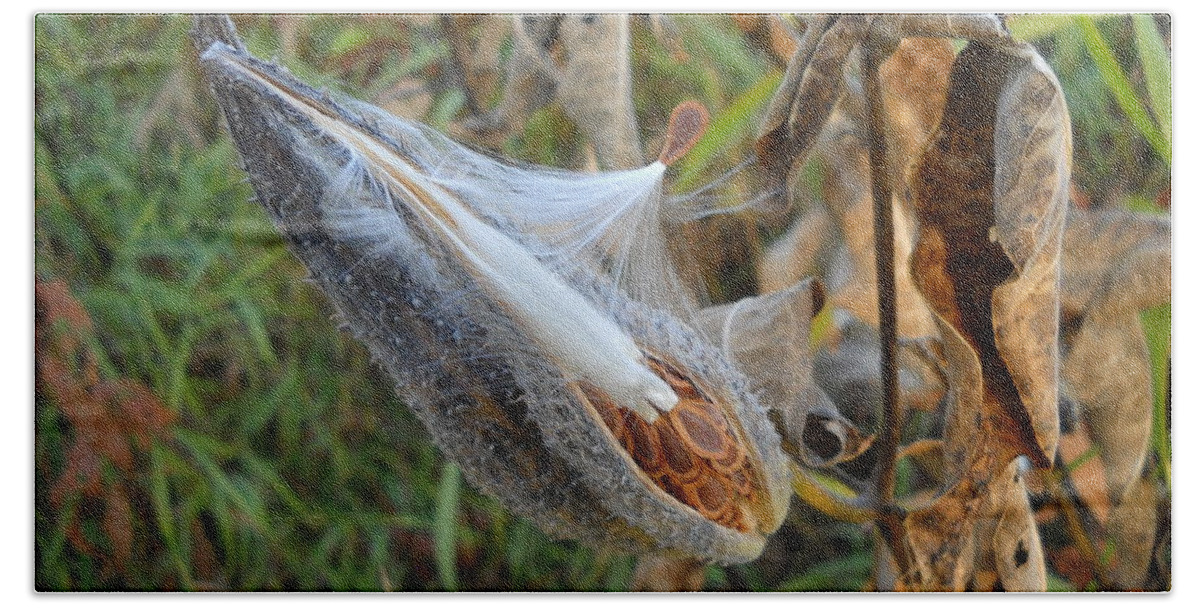 Close Up Beach Sheet featuring the photograph Milkweed - Spread Thy Seed by Kent Lorentzen