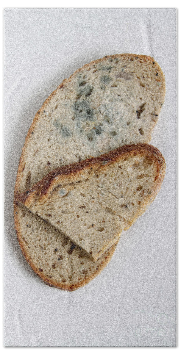 Biology Beach Towel featuring the photograph Moldy Bread by Photo Researchers