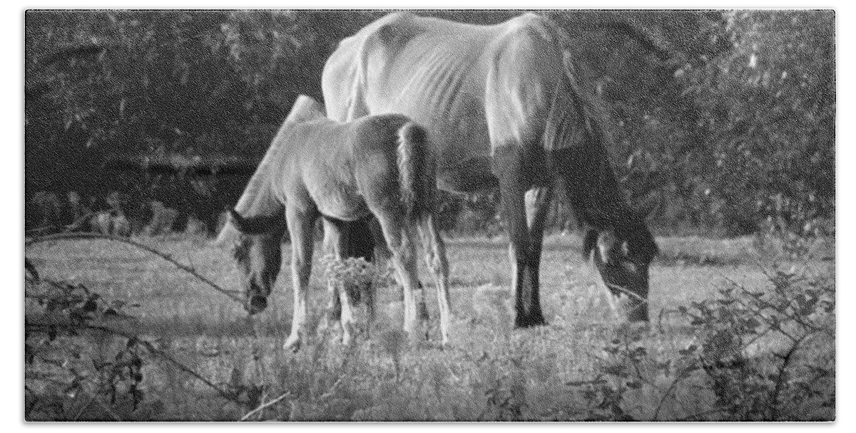 Mustangs Beach Towel featuring the photograph Mom and Foal grazing at sunset by Kim Galluzzo