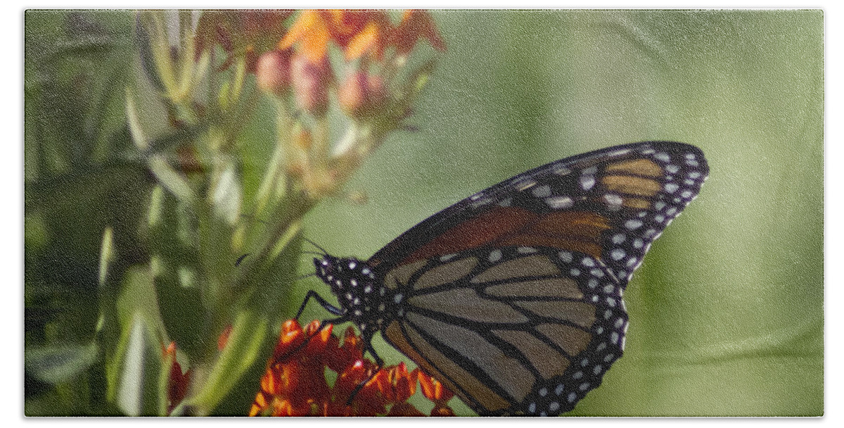 Monarch Beach Towel featuring the photograph Monarch Butterfly On Red Flower by Sven Brogren