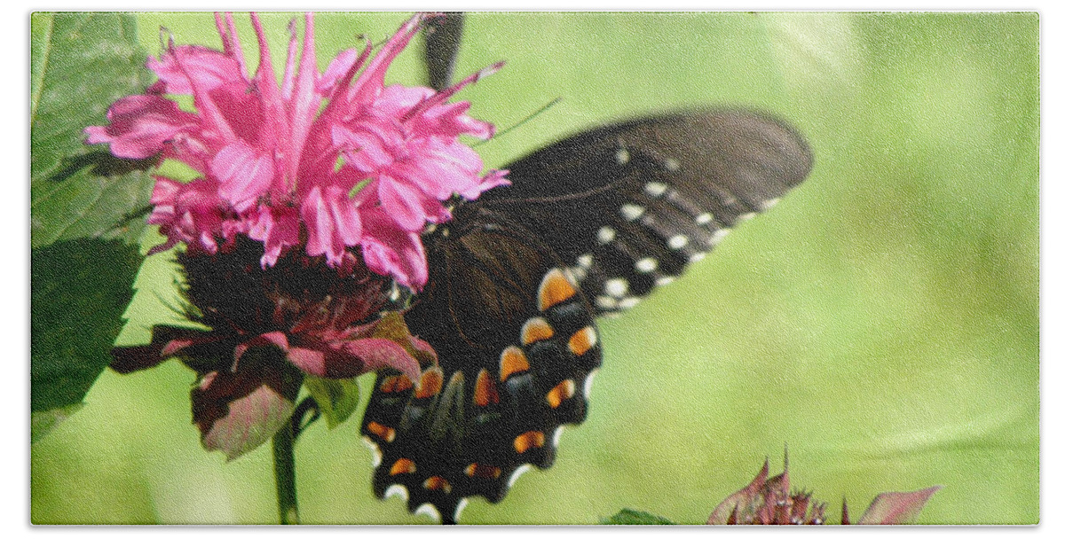 Butterfly Beach Towel featuring the photograph Monarch on a Monarda by Kim Galluzzo