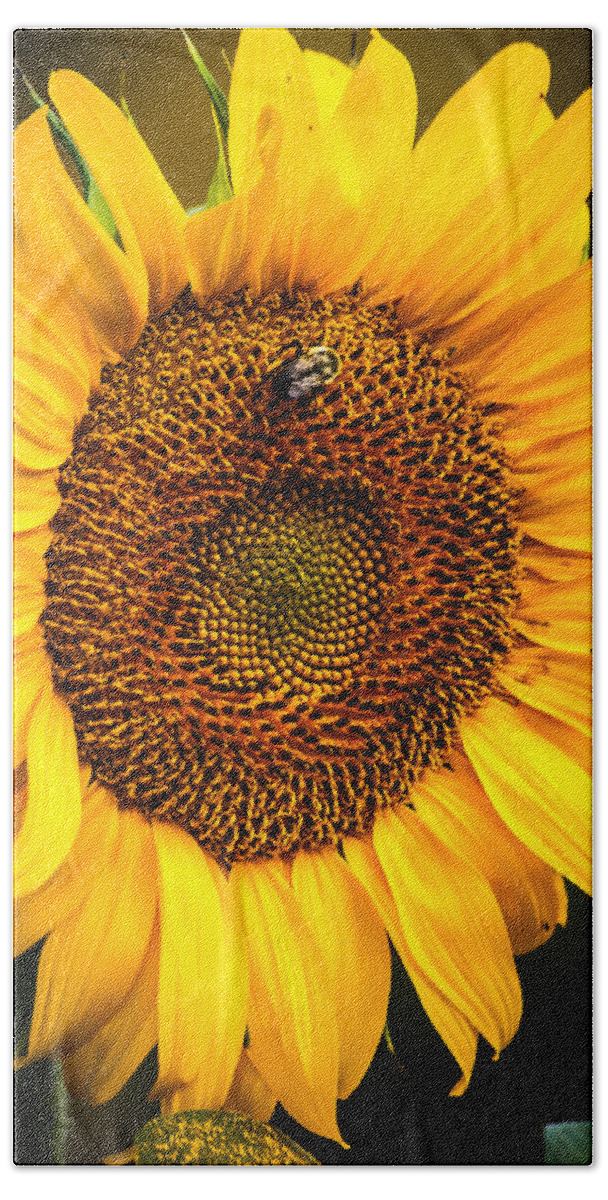 Bee Beach Towel featuring the photograph Morning Susnshine by Keith Allen