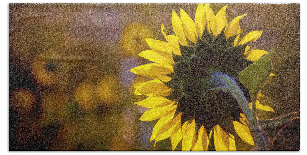 Sunflower Beach Sheet featuring the photograph Morning Watch by Lynne Jenkins