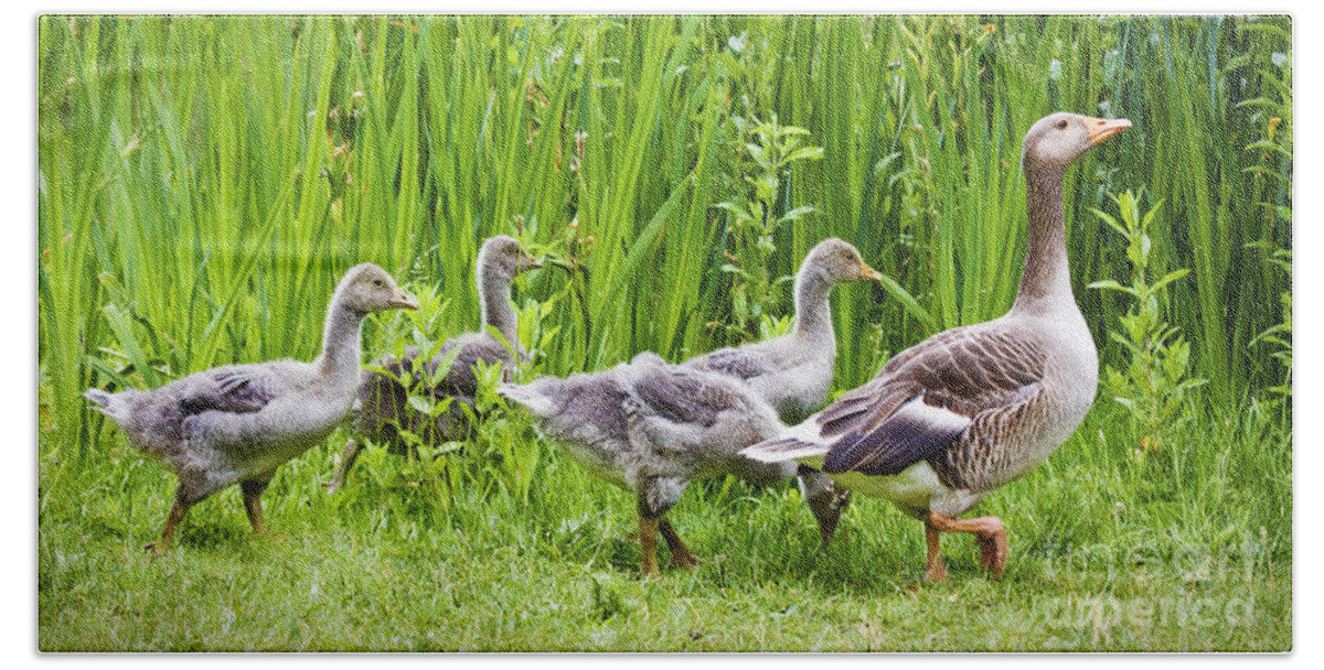 Aloof Beach Towel featuring the photograph Mother goose leading goslings by Simon Bratt