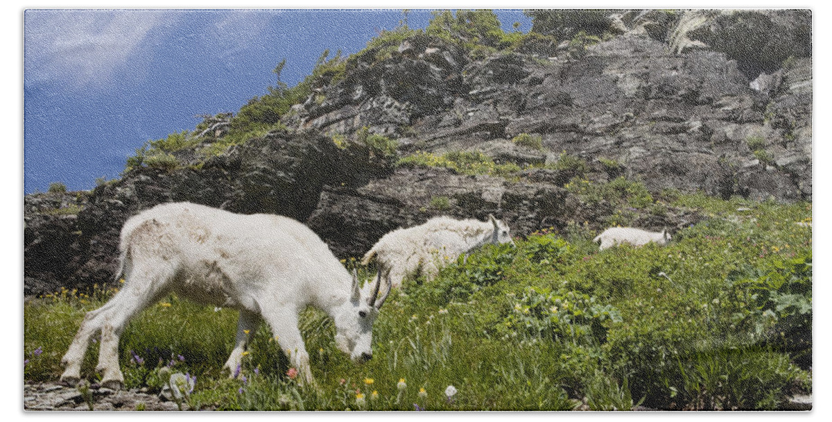00439319 Beach Towel featuring the photograph Mountain Goat Ewes And Kid Grazing by Sebastian Kennerknecht
