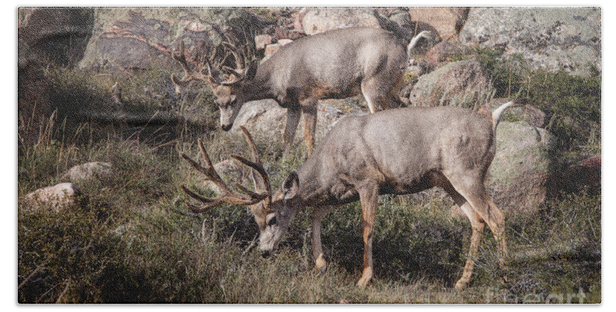2012 Beach Sheet featuring the photograph Mule Deer Bucks by Ronald Lutz