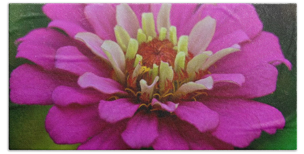 Annual Beach Towel featuring the photograph Multicolored Zinnia 9476 4268 by Michael Peychich