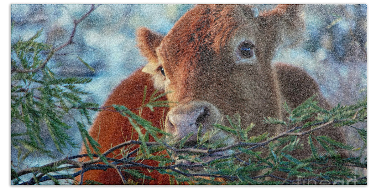 Cow Beach Towel featuring the photograph New Years Morning Cow by Donna Greene