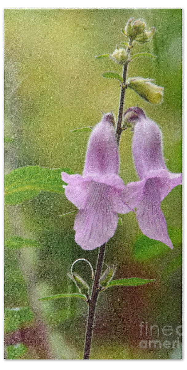 Foxglove Beach Towel featuring the photograph Newborns by Byron Varvarigos