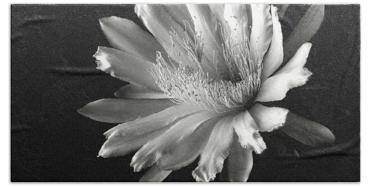 Flower Beach Towel featuring the photograph Night Blooming Cereus in Black and White by Endre Balogh