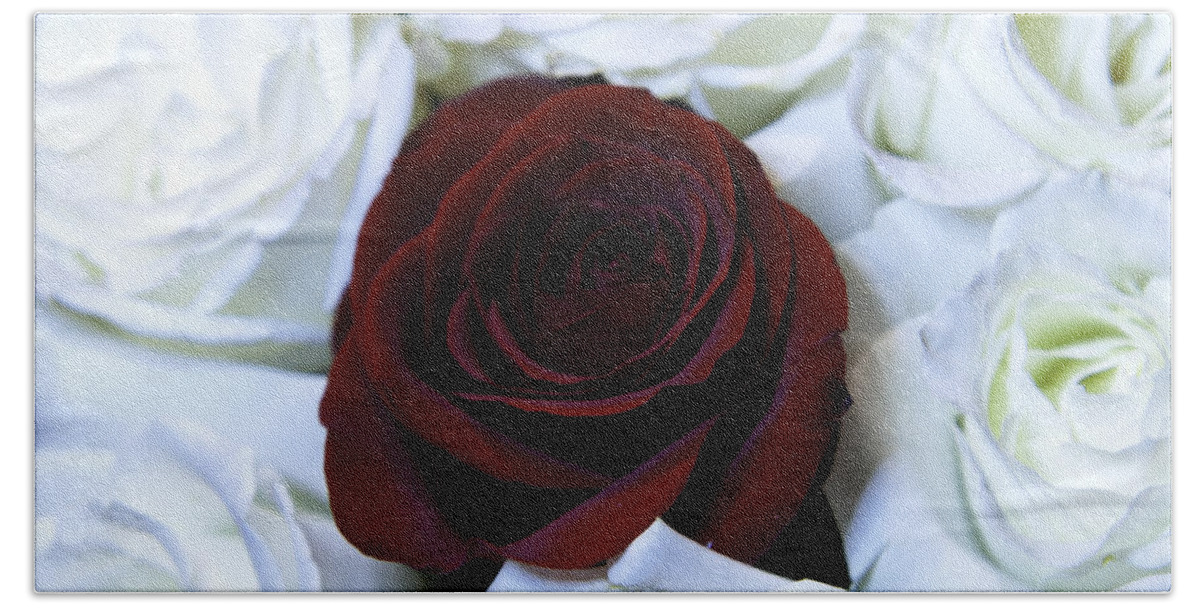 Rose Photographs Beach Towel featuring the photograph Nonconformist by Greg Jones