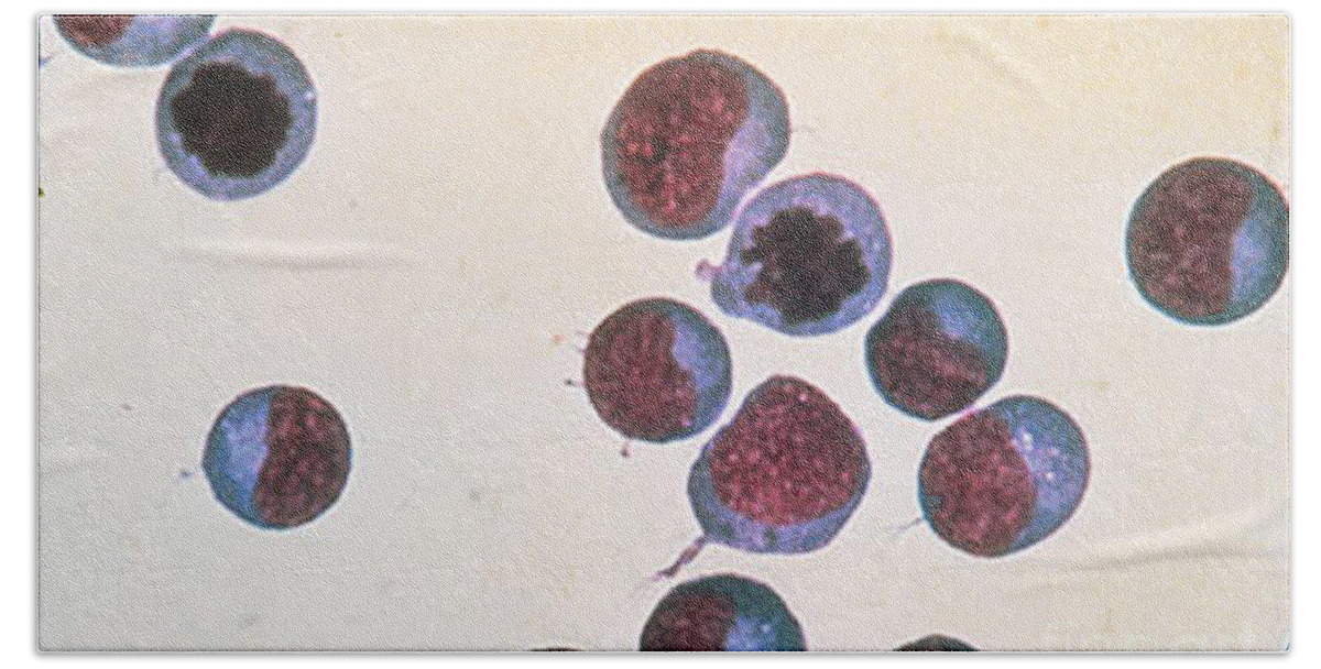 Biology Beach Towel featuring the photograph Normal T Cells, Lm by Science Source