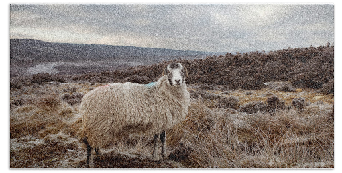 Sheep Beach Towel featuring the photograph North York Moors Sheep by Martin Williams