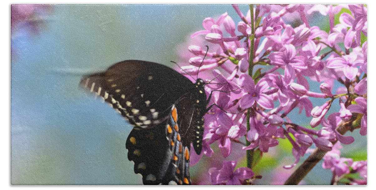 Butterfly Beach Towel featuring the photograph Nothing says Spring like Butterflies and Lilacs by Lori Tambakis