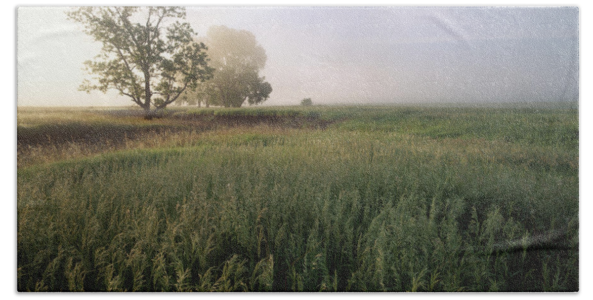 00174550 Beach Towel featuring the photograph Oak Trees Shrouded In Fog Tallgrass by Tim Fitzharris