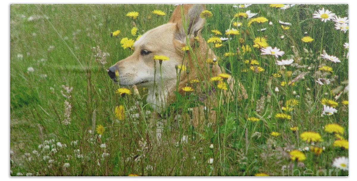 Dog Beach Sheet featuring the photograph Of Daisies Dandelions and Dogs by Rory Siegel