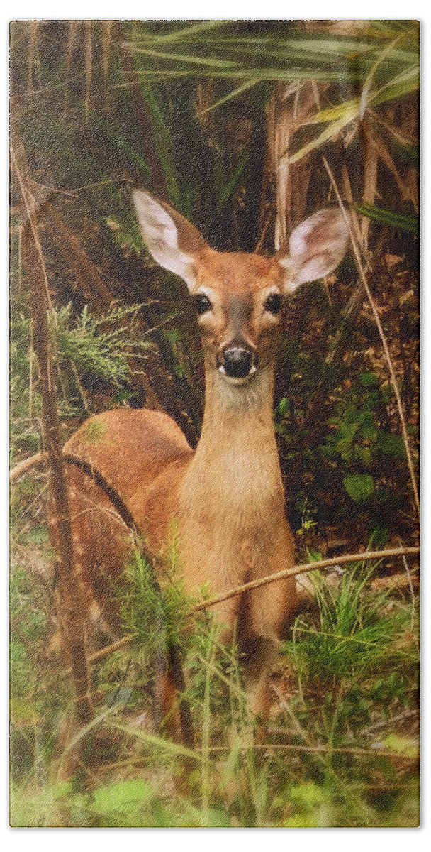 Nature Beach Sheet featuring the photograph Oh Deer by Peggy Urban