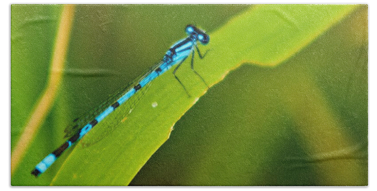 Dragonfly Photographs Beach Towel featuring the photograph Old Blue Eyes by Greg Jones