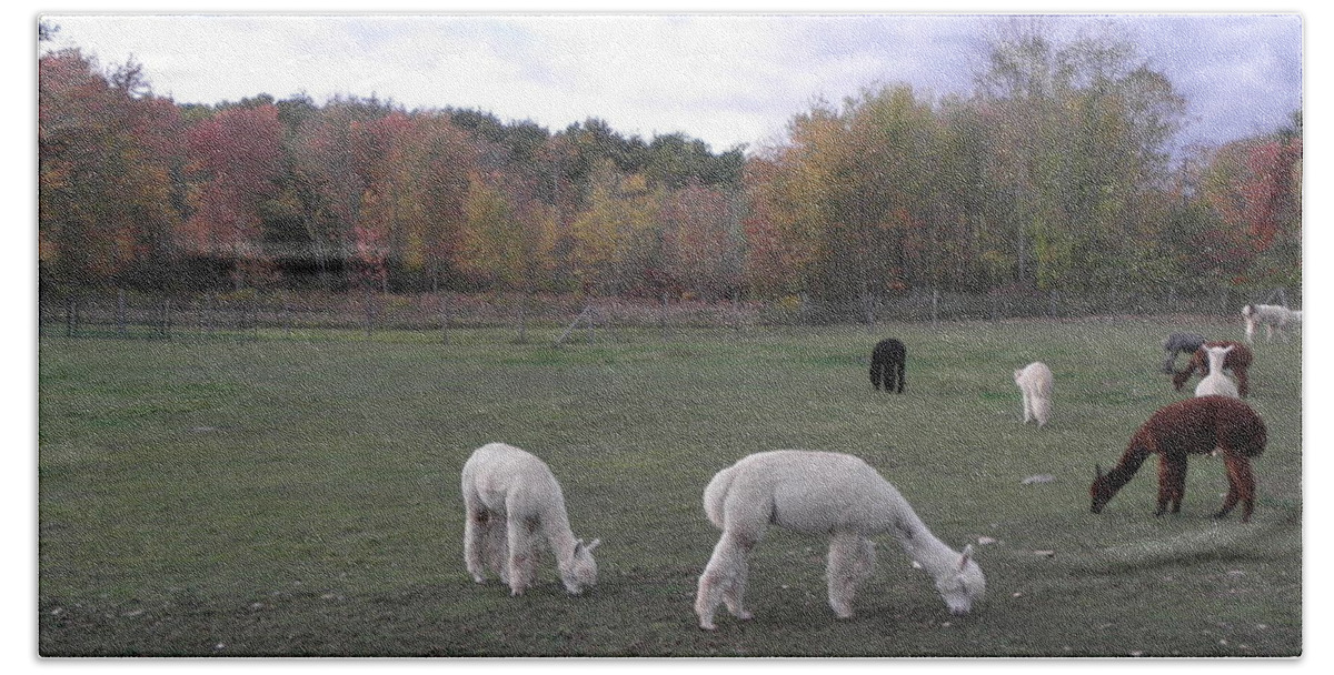 Alpaca Beach Towel featuring the photograph On The Alpaca Farm by Kim Galluzzo