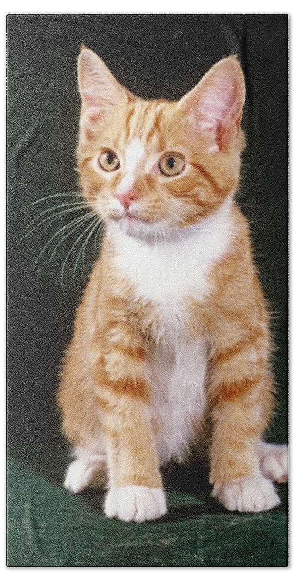 Long Haired Orange Tabby Kitten For Sale The Girls Beauty