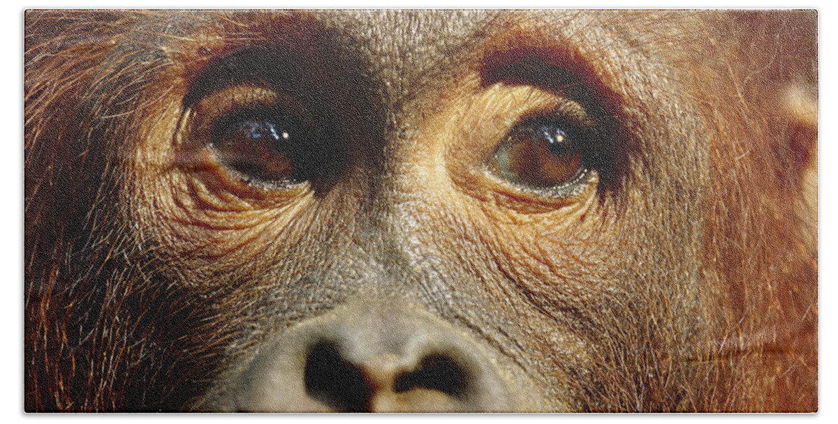 00620242 Beach Towel featuring the photograph Orangutan Eyes Borneo by Cyril Ruoso