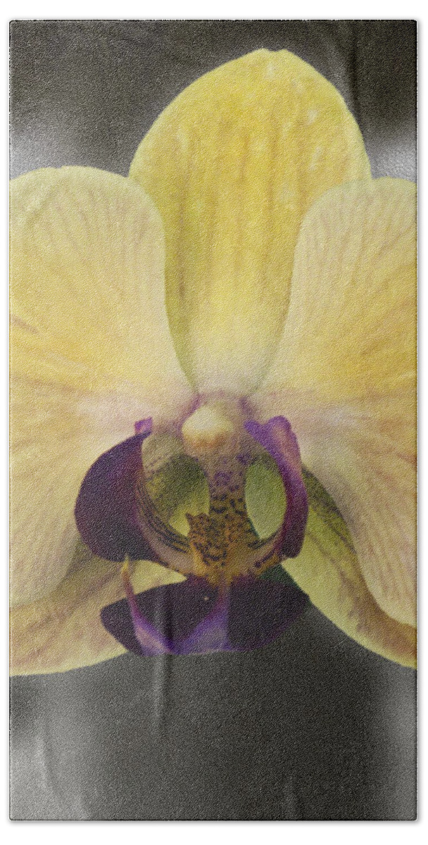Mixed Media Beach Towel featuring the photograph Orchid Study III by Patricia Griffin Brett