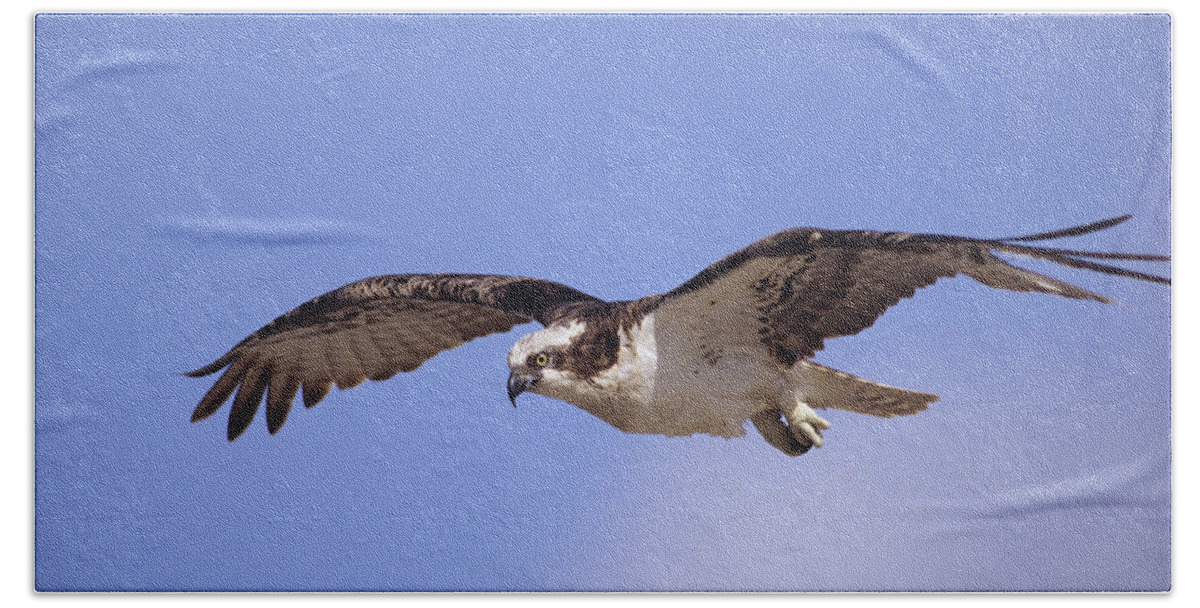 00176575 Beach Towel featuring the photograph Osprey Flying North America by Tim Fitzharris