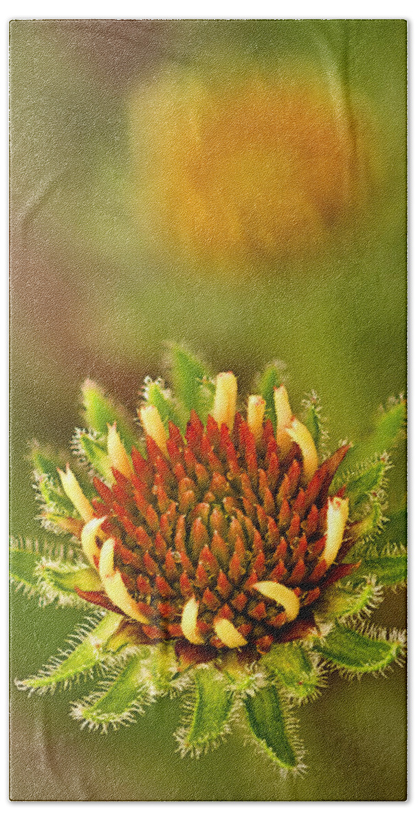 2012 Beach Towel featuring the photograph Pale Purple Coneflower Bud by Robert Charity