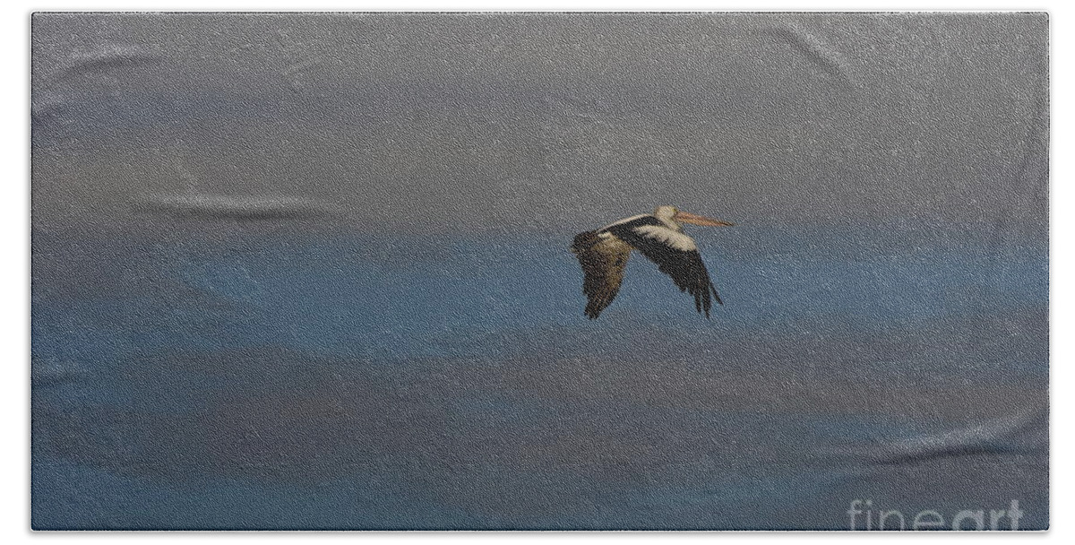 Australia Beach Towel featuring the photograph Pelican in flight 4 by Blair Stuart