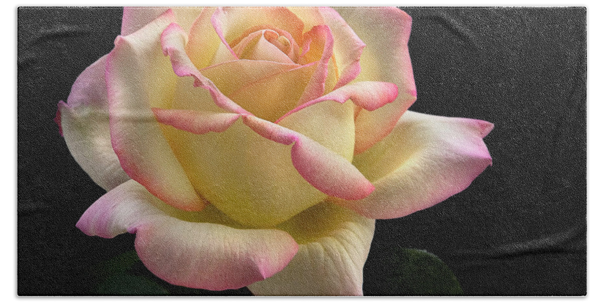 Flower Beach Towel featuring the photograph Perfect Rose by Endre Balogh