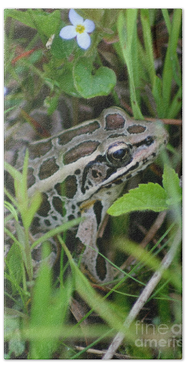 Frog Beach Towel featuring the photograph Pickerel Frog by Smilin Eyes Treasures