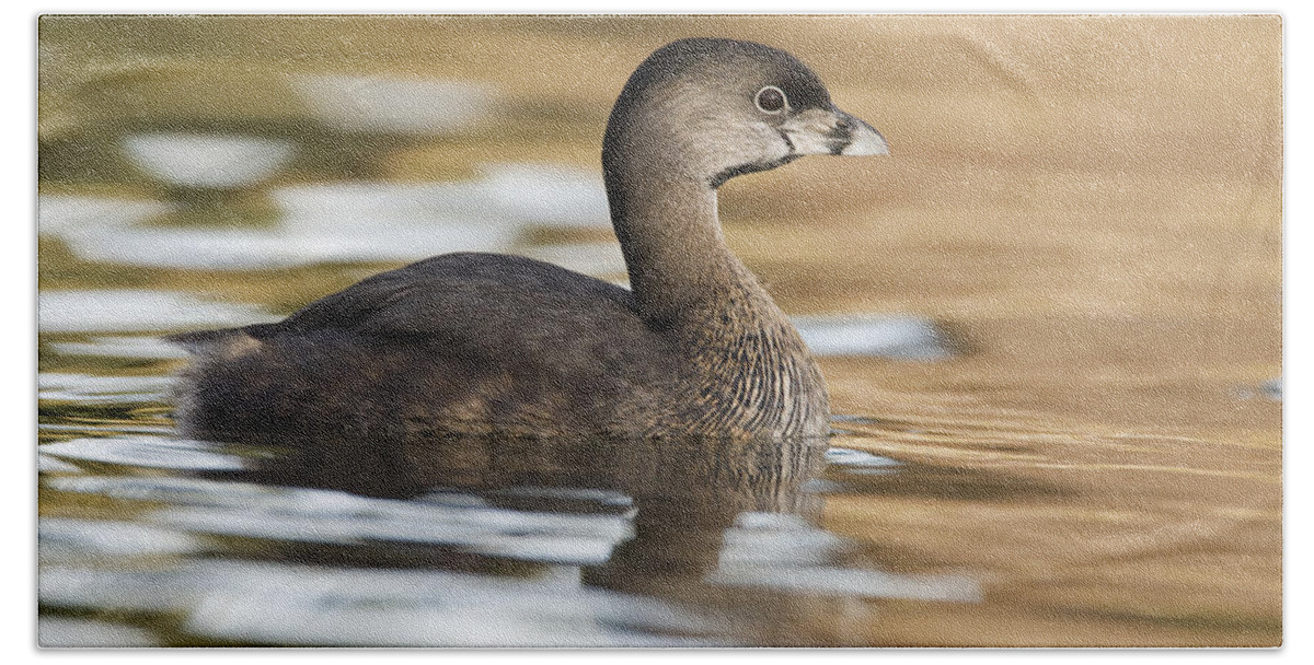 00439361 Beach Towel featuring the photograph Pied Billed Grebe In Breeding Plumage by Sebastian Kennerknecht