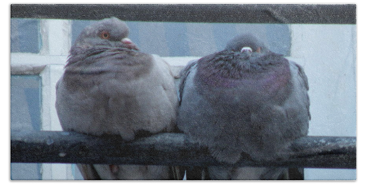 Pigeons Beach Towel featuring the photograph Pigeons Perching by Lainie Wrightson