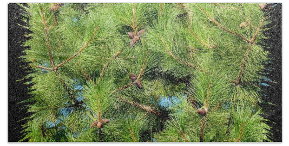 Pine Cones Beach Towel featuring the photograph Pine Cones And Needles by Will Borden